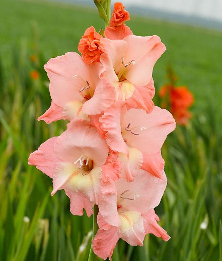Gladiolus Ben Venuto (Sword-Lily)