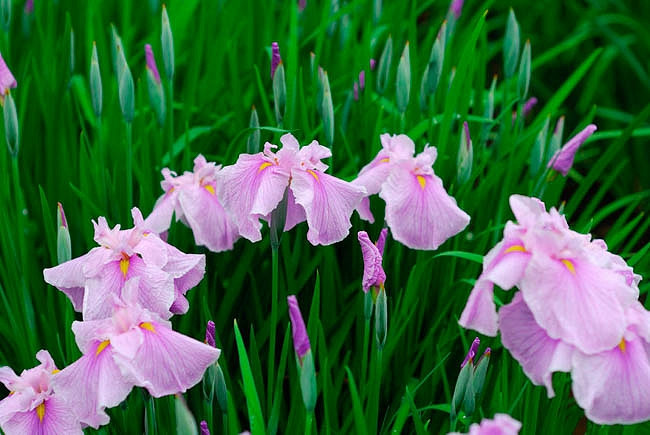 Iris ensata Coho (Japanese Iris)