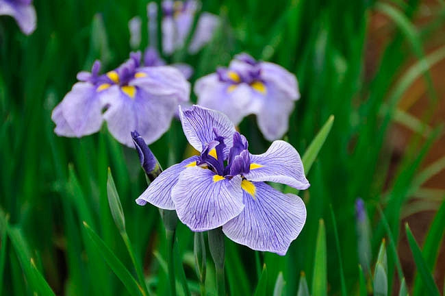 Iris ensata Blue Spritz (Japanese Iris)
