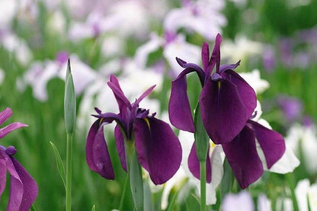 Iris ensata Variegata (Japanese Iris)