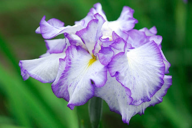 Iris ensata Frilled Enchantment (Japanese Iris)
