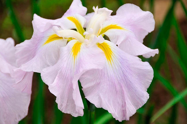 Iris ensata Pink Frost (Japanese Iris)