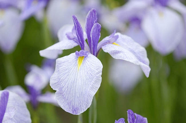 Iris ensata Returning Tide (Japanese Iris)