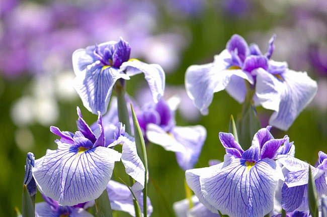 Iris ensata 'Blue Spritz' (Japanese Iris)