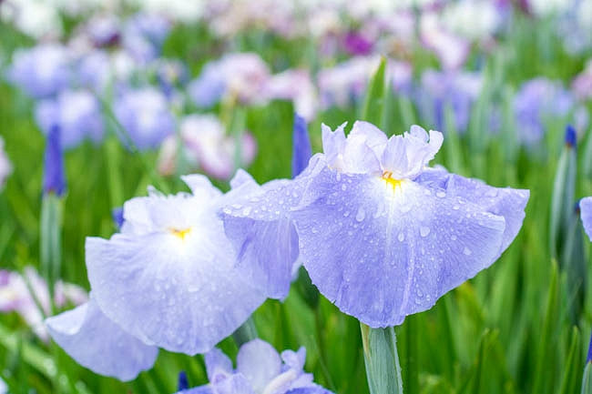 Iris ensata Pleasant Earlybird (Japanese Iris)