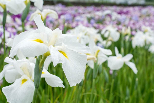 Iris ensata Alpine Majesty (Japanese Iris)