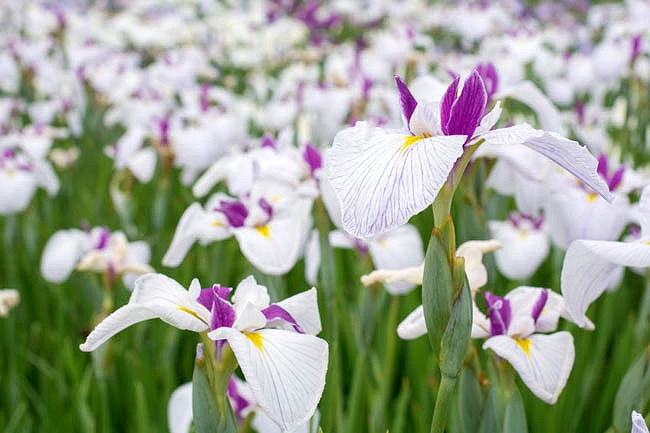 Iris ensata Queens Tiara (Japanese Iris)