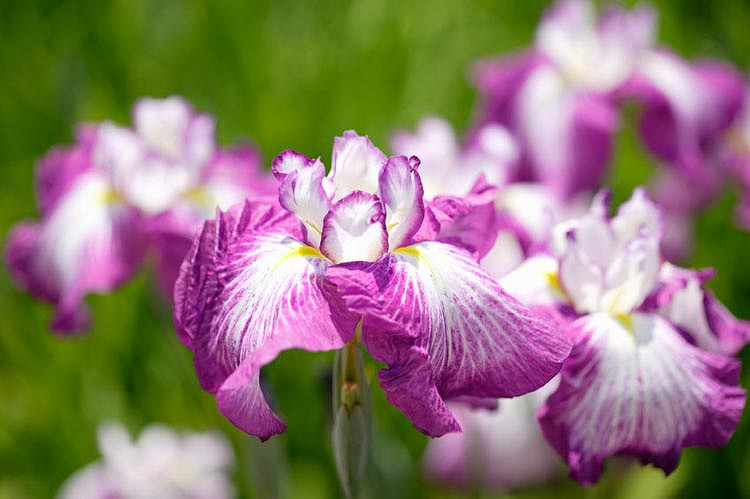 Iris ensata Agripinella (Japanese Iris)