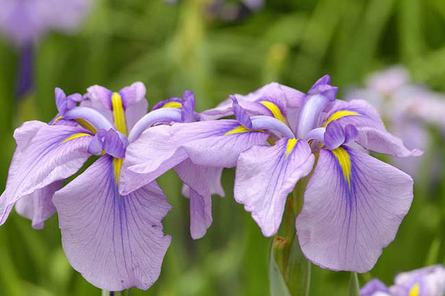 Iris ensata Magic Opal (Japanese Iris)