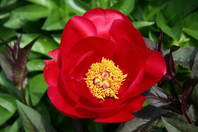 Paeonia Burma Ruby (Peony)