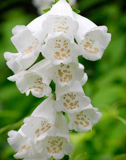 Digitalis purpurea Camelot White (Common Foxglove)