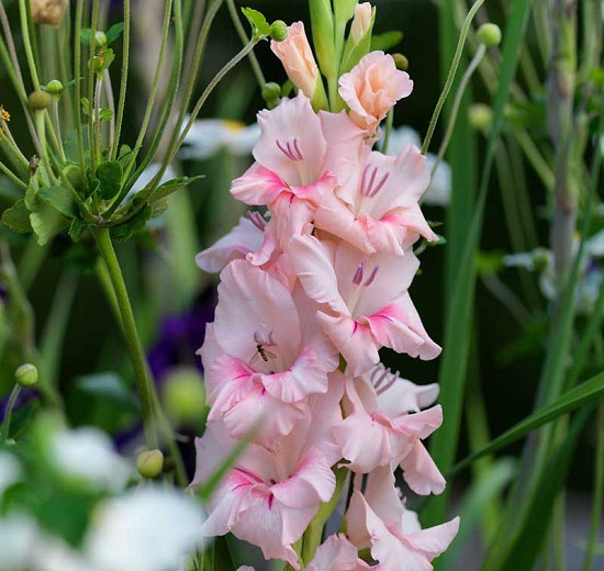 Gladiolus Adrenalin (Sword Lily)