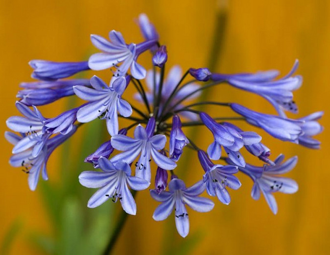 Agapanthus Loch Hope (African Lily)