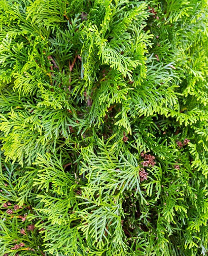 Thuja occidentalis Degroots Spire (American Arborvitae)