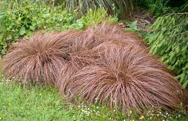 Carex comans Bronze-Leaved (New Zealand Hair Sedge)