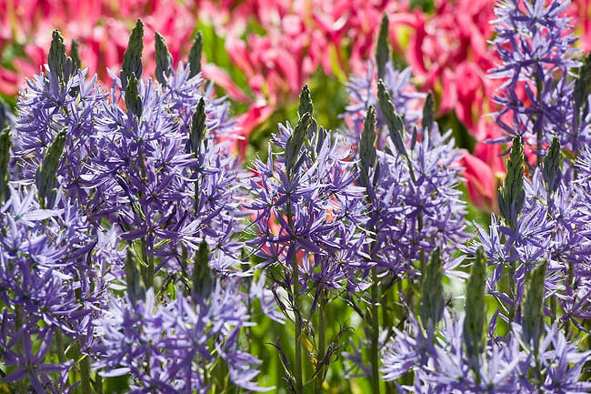 Camassia leichtlinii Blue Danube (Camas)