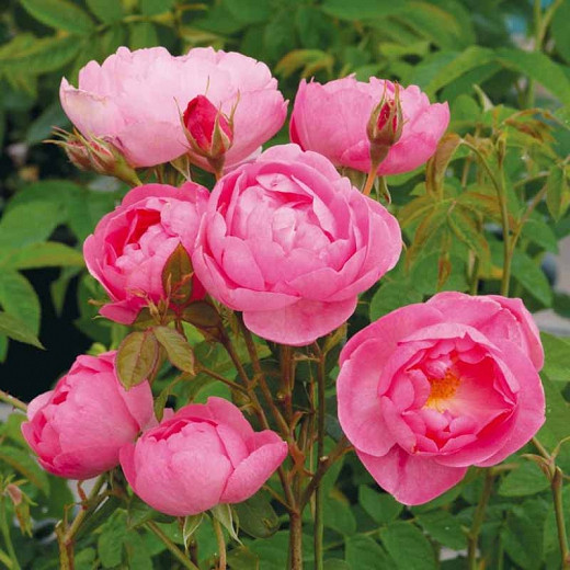 Rosa Skylark (English Rose)
