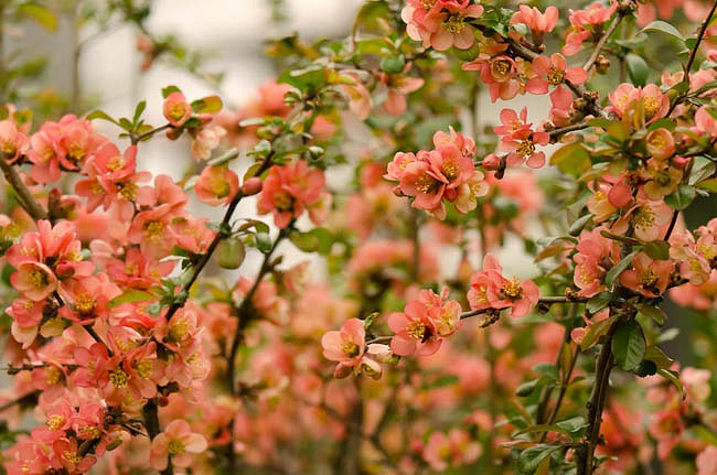 Chaenomeles japonica (Japanese Quince)
