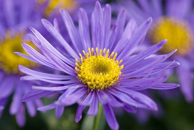 Aster amellus Grunder (Italian Asters)
