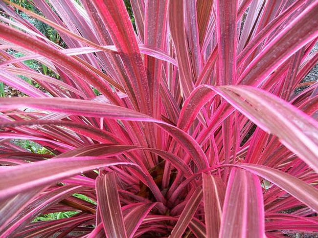 Cordyline Pink Passion (Cabbage Tree)