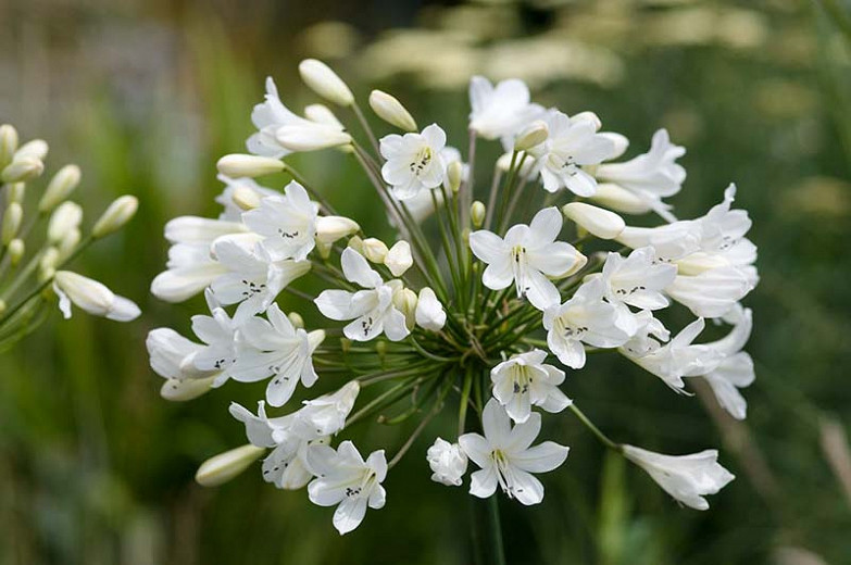 Agapanthus Arctic Star (African Lily)