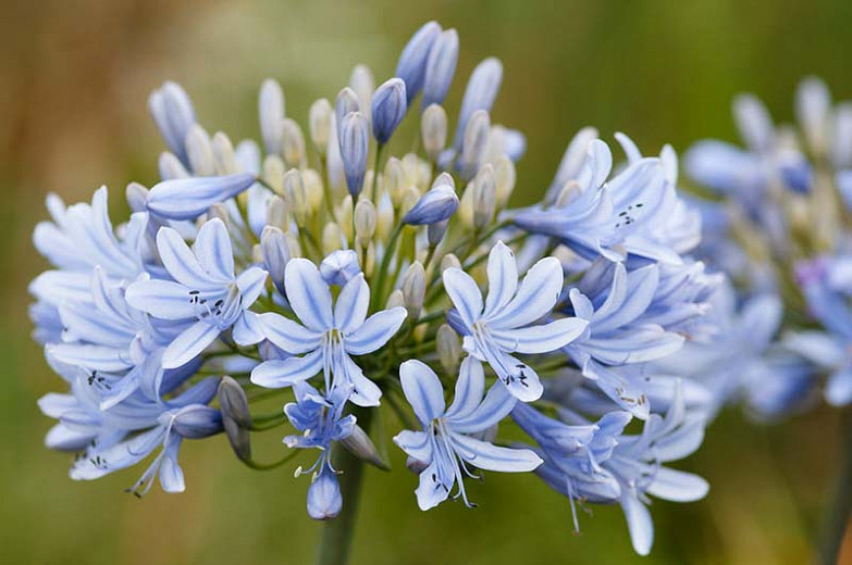 Agapanthus Luly (African Lily)