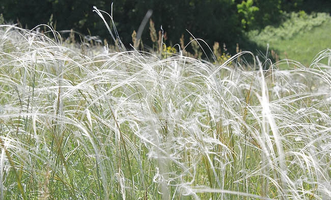 Stipa barbata (Silver Feather Grass)