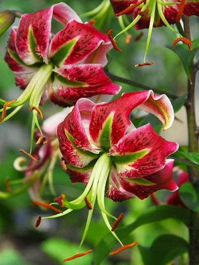 Lilium Black Beauty (Orienpet Lily)