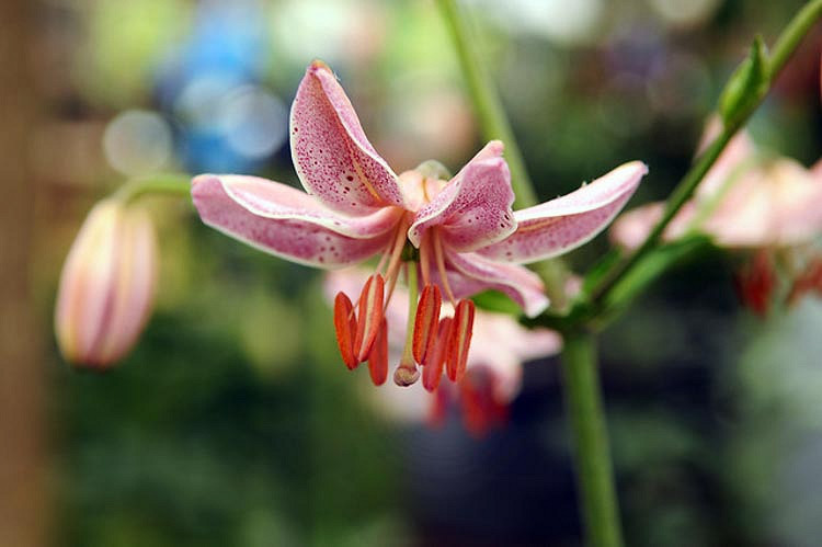 Lilium Pink Morning (Martagon Lily)