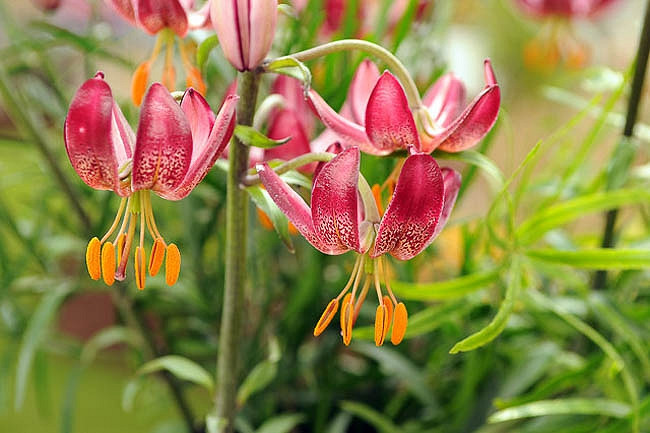Lilium Manitoba Morning (Martagon Lily)