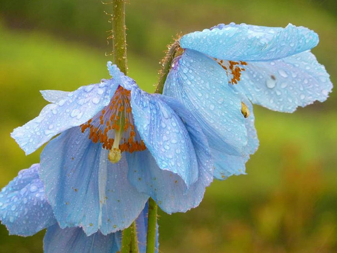 Meconopsis baileyi (Himalayan Blue Poppy)