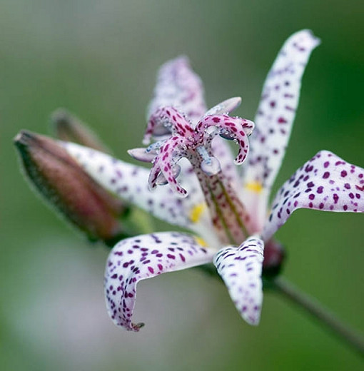 Tricyrtis formosana (Toad Lily)