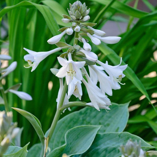 Hosta sieboldiana Elegans (Plantain Lily)