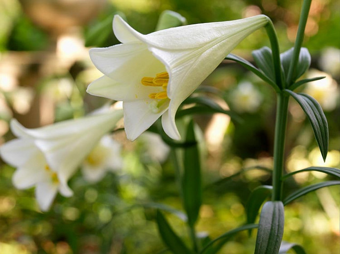 Lilium longiflorum White American (Easter Lily)