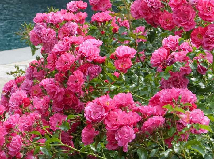 Rosa Flower Carpet Pink Supreme (Groundcover Rose)