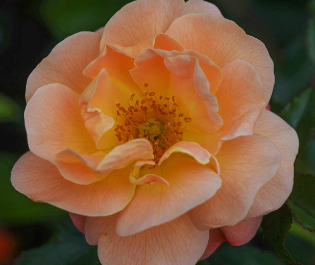Rosa Flower Carpet Amber (Groundcover Rose)