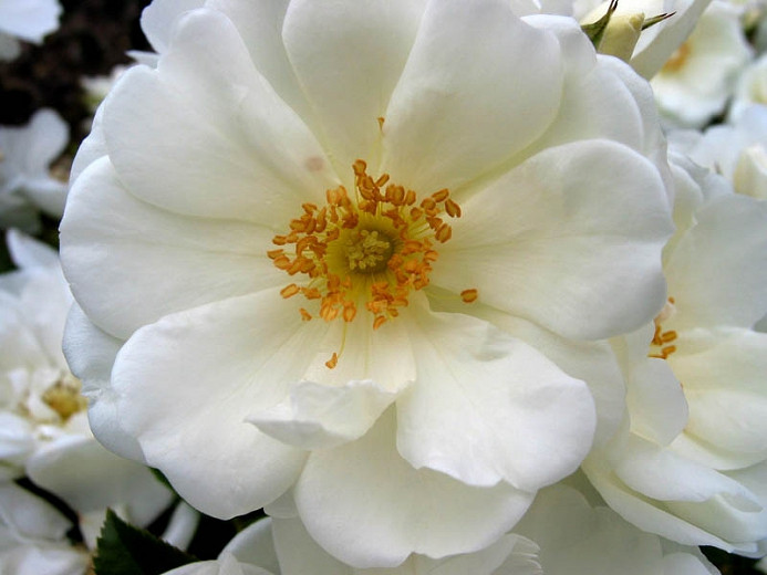 Rosa Flower Carpet White (Groundcover Rose)