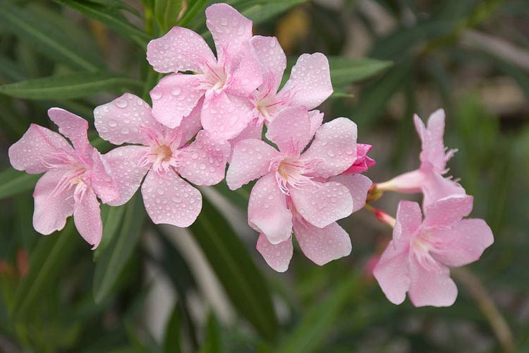 Nerium oleander Hardy Pink (Oleander)
