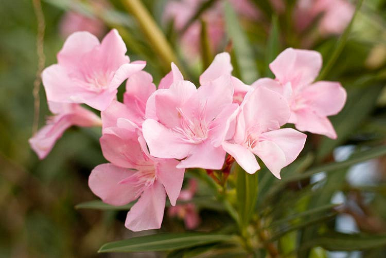 Nerium oleander Petite Pink (Oleander)