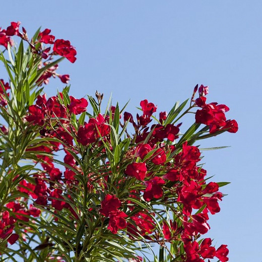 Nerium oleander Hardy Red (Oleander)
