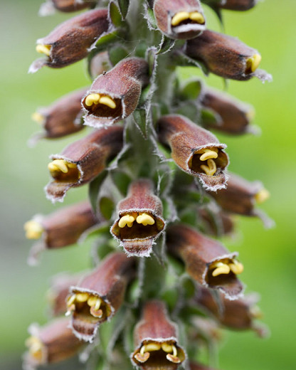Digitalis parviflora (Small-Flowered Foxglove)
