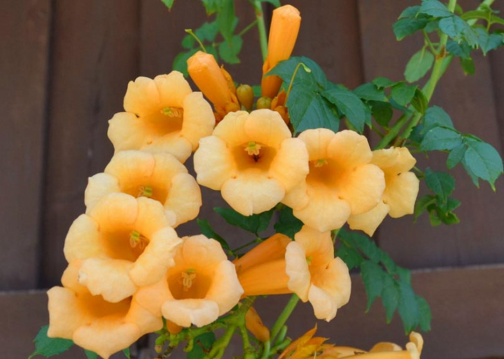 Campsis radicans f. flava (Yellow Trumpet Vine)
