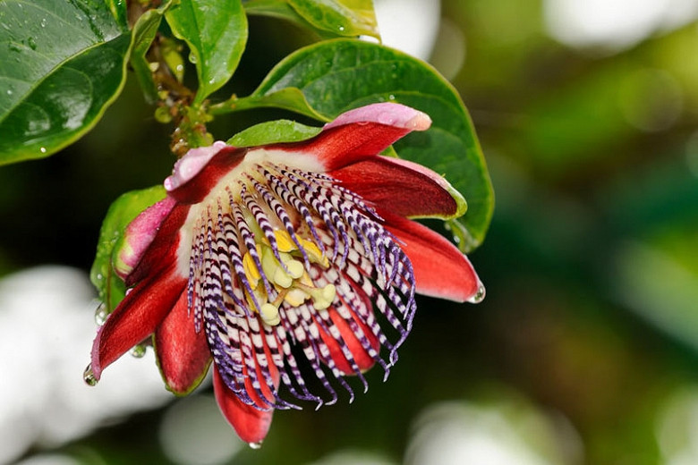 Passiflora alata (Winged-Stem Passion Flower)