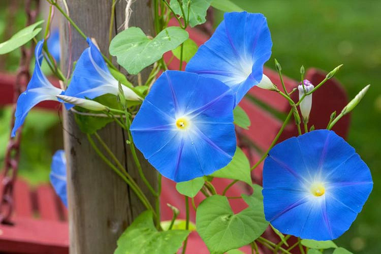 Ipomoea tricolor Heavenly Blue (Morning Glory)