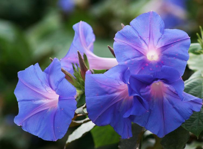 Ipomoea indica (Blue Morning Glory)
