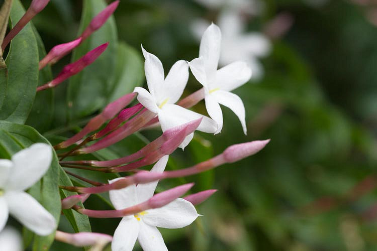 Jasminum officinale (Common Jasmine)