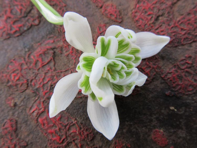 Galanthus nivalis F. pleniflorus Flore Pleno (Double Snowdrop)