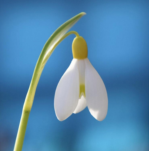 Galanthus Primrose Warburg (Snowdrop)