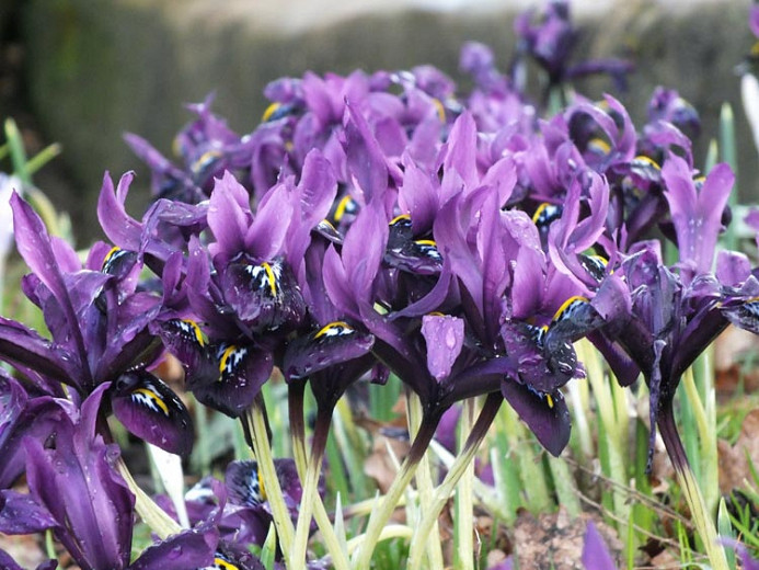 Iris George (Dwarf Iris)