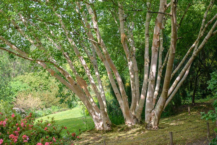 Betula ermanii Grayswood Hill (Ermans Birch)